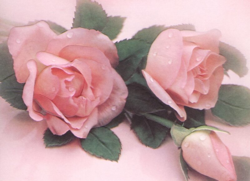 Two Pink Roses — Calm, Photograph, Leaves, Bud