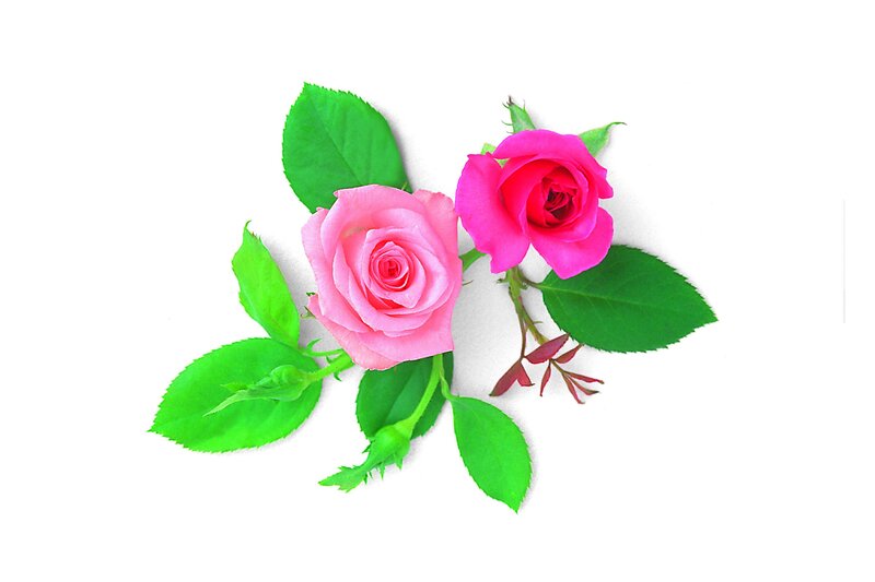 Two Pink Roses — Calm, Photograph, Leaves, Buds