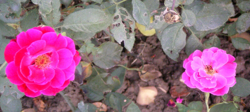Two Pink Roses — Calm, Photograph, Leaves, Soil