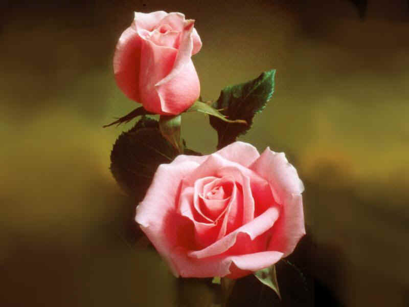Two Pink Roses — Calm, Photograph, Leaves, Stem, Green