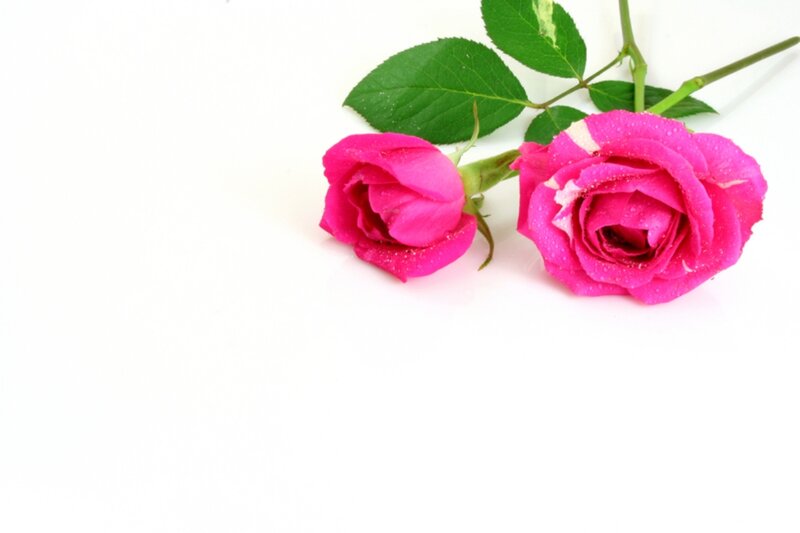 Two Pink Roses — Calm, Photograph, Leaves, Stem