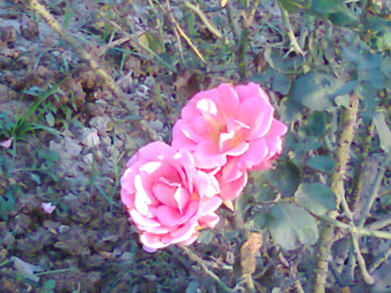 Two Pink Roses — Calm, Photograph, Leaves