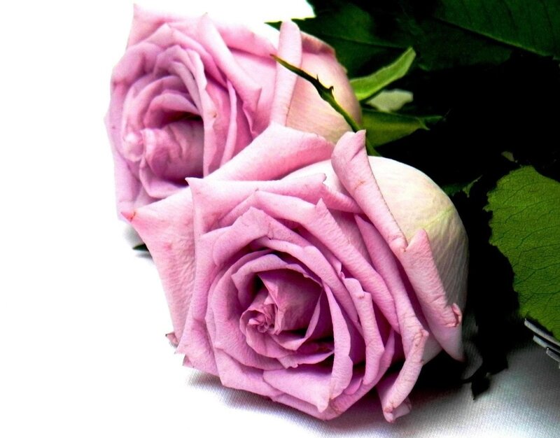 Two Pink Roses — Calm, Photograph, Leaves, White Surface