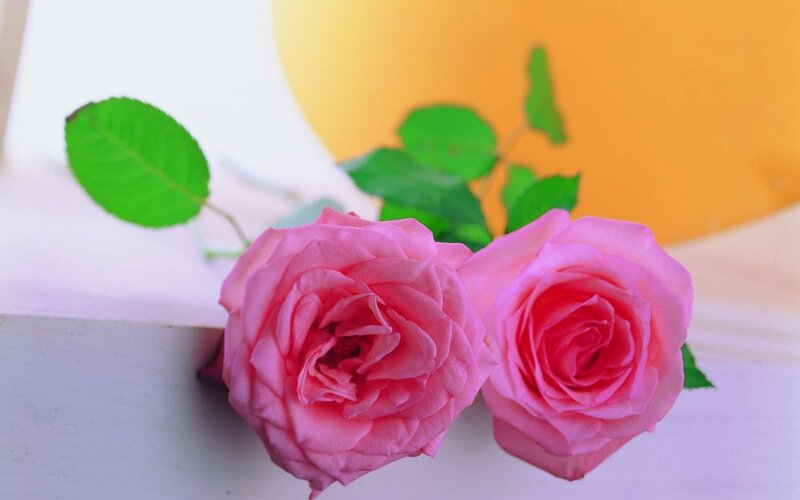 Two Pink Roses — Calm, Photograph, Leaves, White Surface, Yellow Background