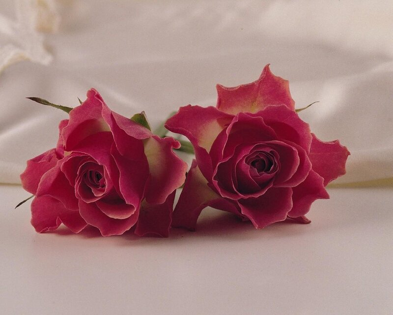 Two Pink Roses — Calm, Photograph, Petals, Stem, Fabric