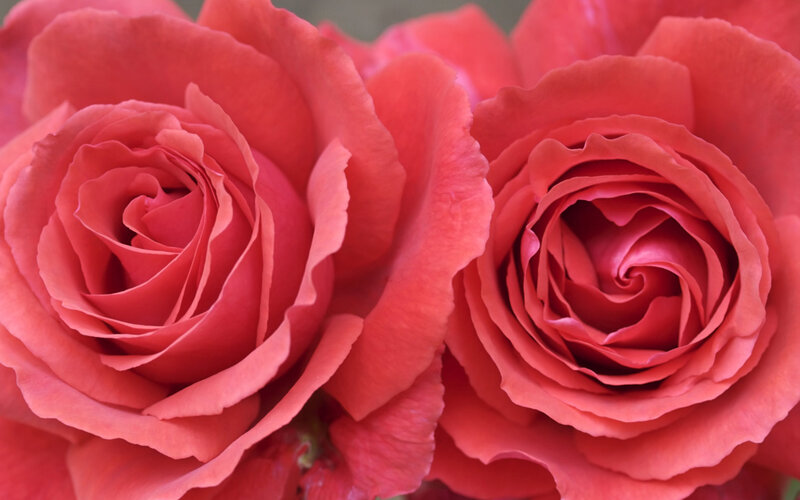 Two Pink Roses — Calm, Photograph, Petals