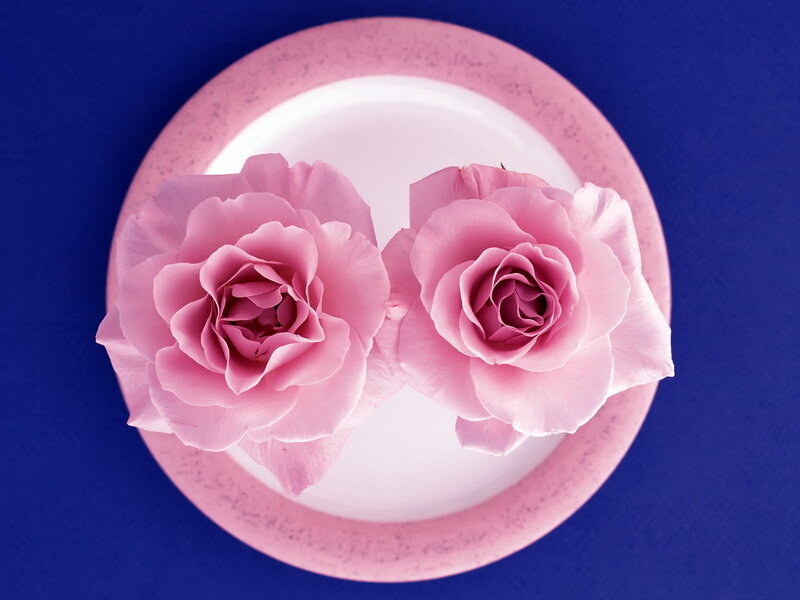 Two Pink Roses — Calm, Photograph, Plate, Blue Background
