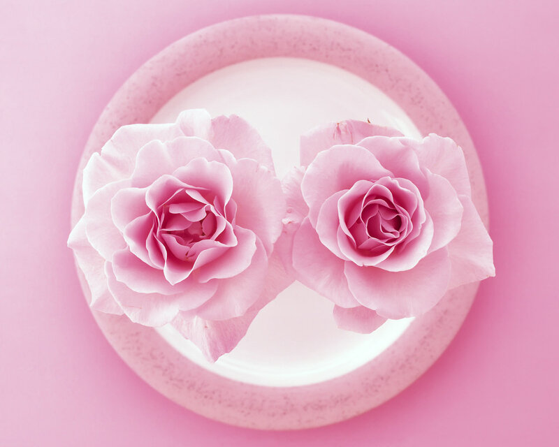 Two Pink Roses — Calm, Photograph, Plate