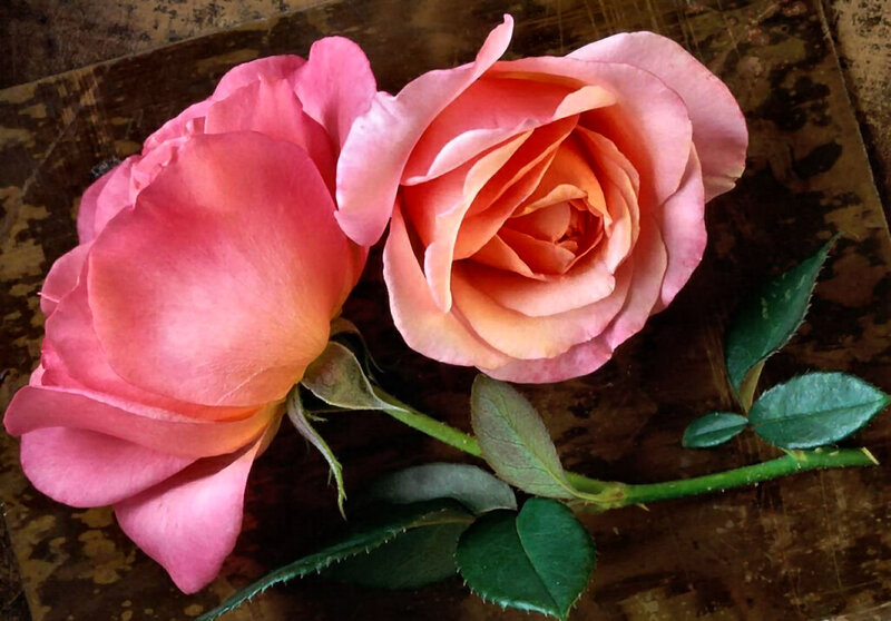 Two Pink Roses — Calm, Photograph, Stem, Leaves