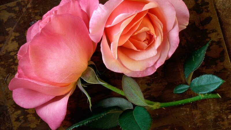 Two Pink Roses — Calm, Photograph, Stem, Leaves, Wooden Surface, Green