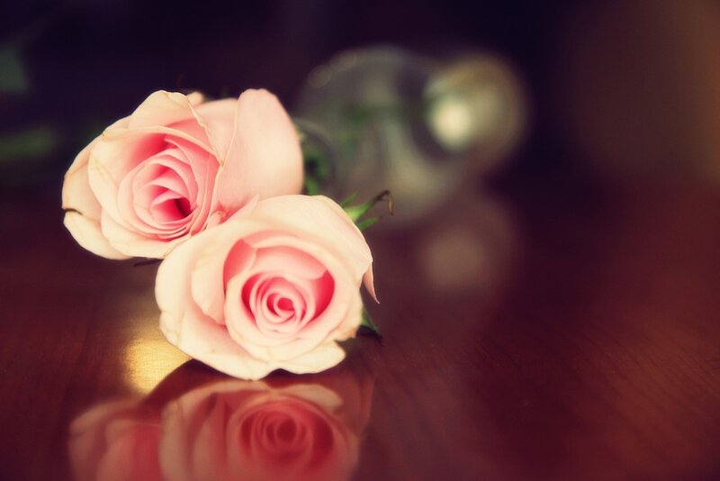 Two Pink Roses — Calm, Photograph, Table, Vase