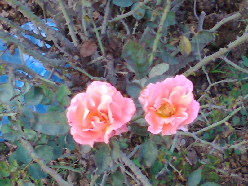 Two Pink Roses — Calm, Photograph