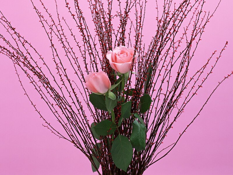 Two Pink Roses — Calm, Photograph, Twigs