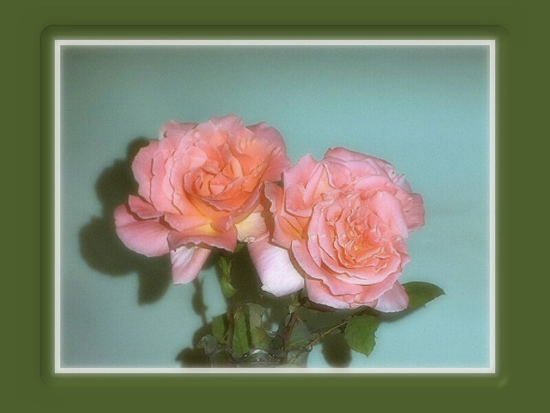 Two Pink Roses — Calm, Photograph, Vase, Leaves