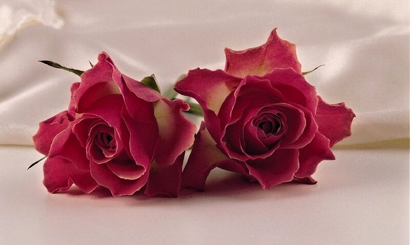 Two Pink Roses — Calm, Photograph, White Fabric