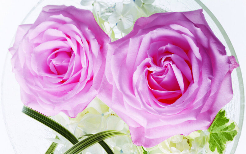 Two Pink Roses — Calm, Photograph, White Flowers