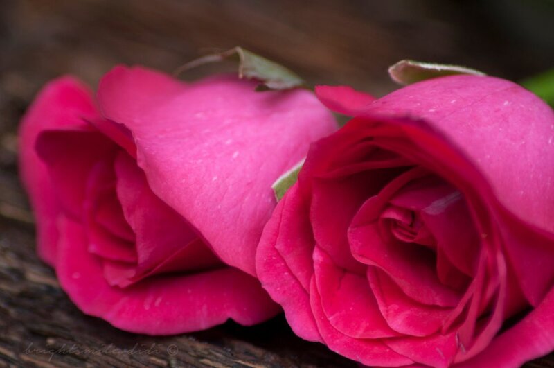 Two Pink Roses — Calm, Photograph, Wooden Surface