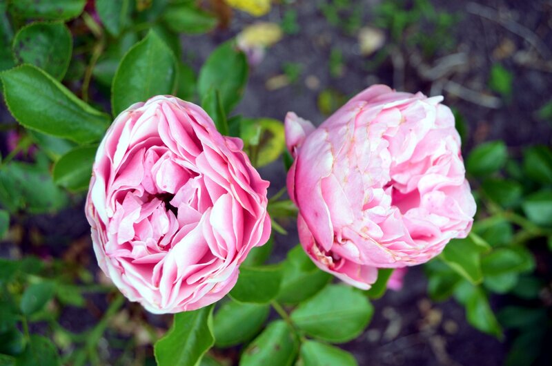 Two Pink Roses — Calm, Spring, Photograph, Green Leaves