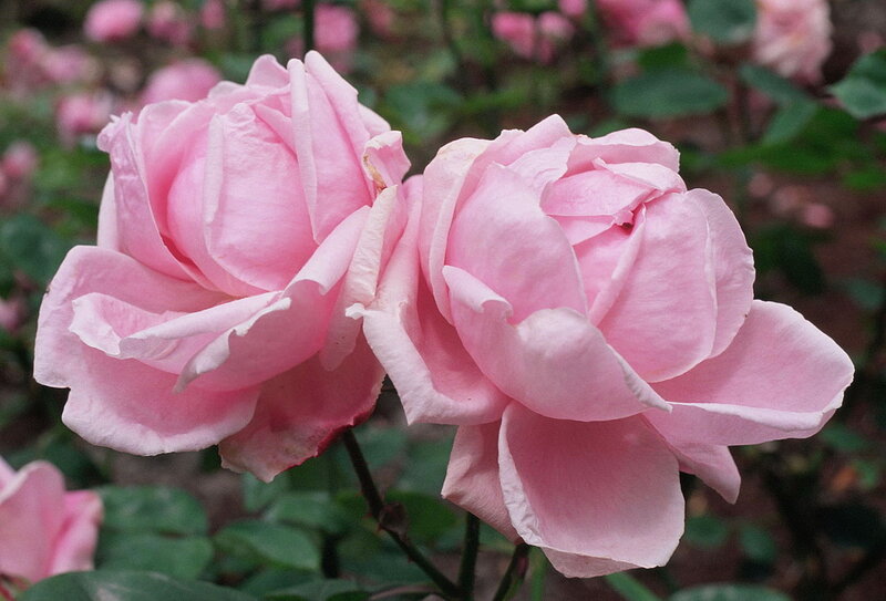 Two Pink Roses — Calm, Spring, Photograph