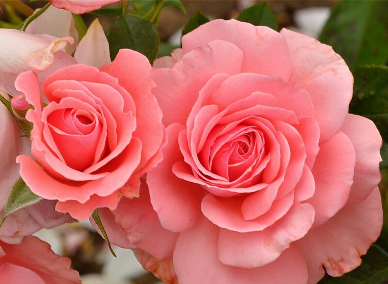 Two Pink Roses — Calm, Spring