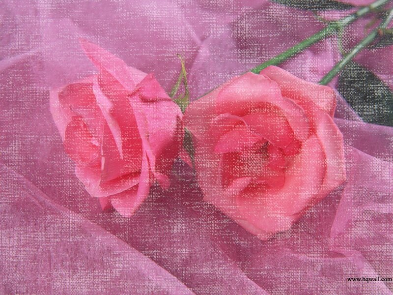 Two Pink Roses — Calm