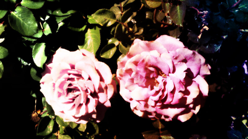 Two Pink Roses — Dramatic, Afternoon