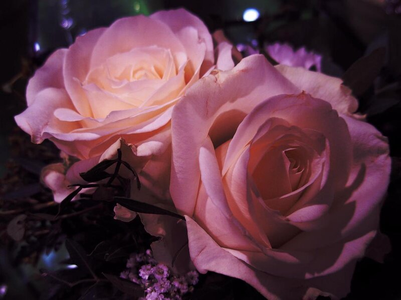Two Pink Roses — Dramatic, Night, Photograph, Leaves