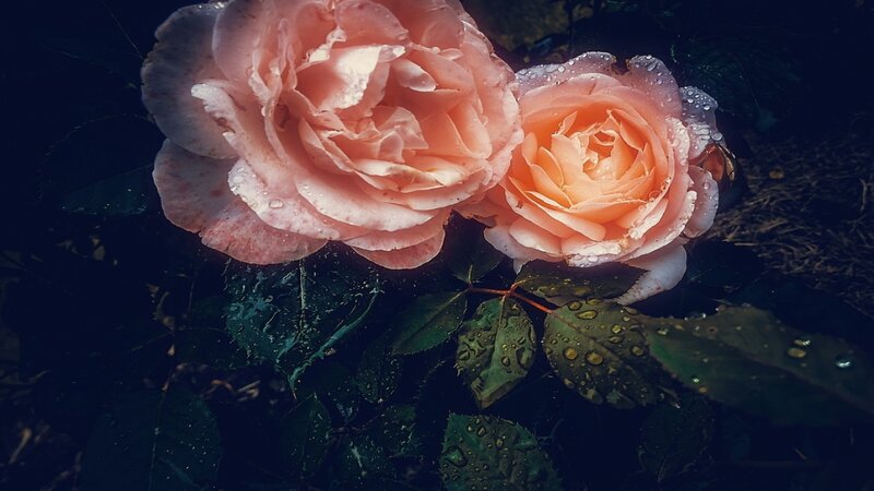 Two Pink Roses — Dramatic, Night, Photograph, Leaves, Water Droplets