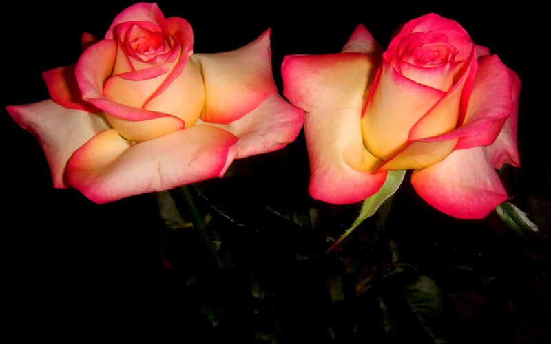 Two Pink Roses — Dramatic, Night, Photograph