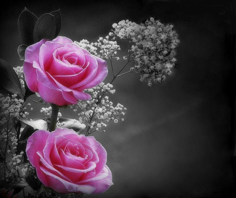 Two Pink Roses — Dramatic, Photograph, Baby's Breath