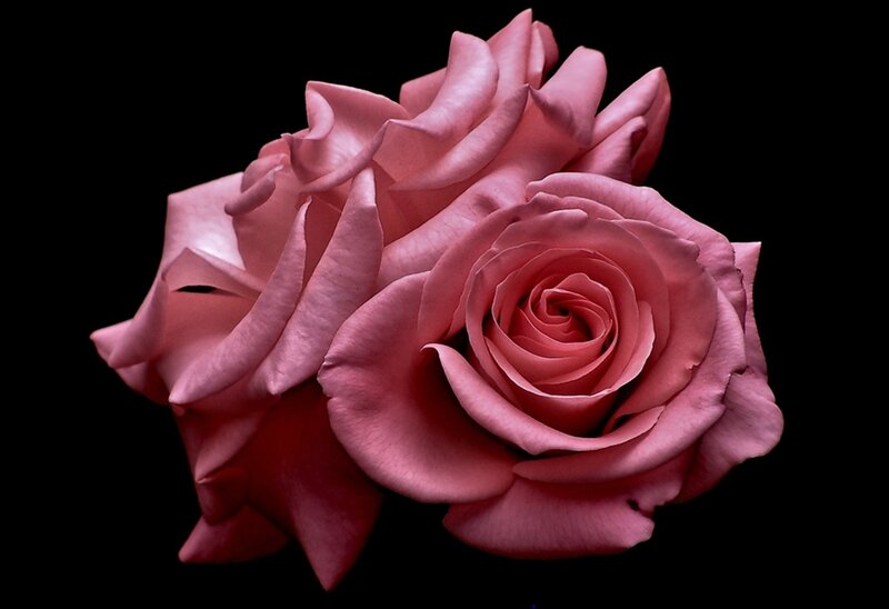 Two Pink Roses — Dramatic, Photograph, Black Background