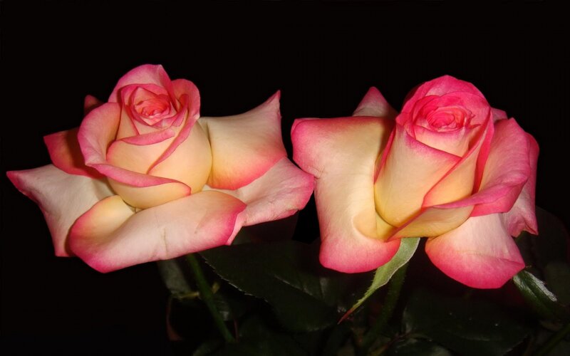 Two Pink Roses — Dramatic, Photograph, Flowers, Leaves