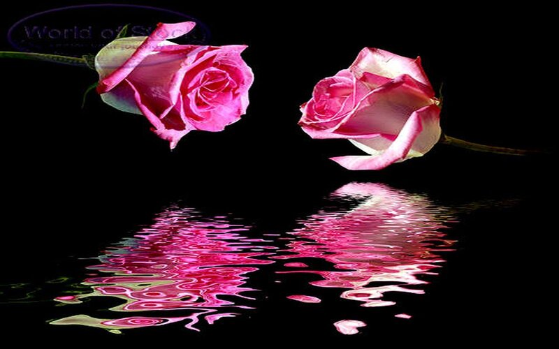 Two Pink Roses — Dramatic, Photograph, Flowers, Reflection