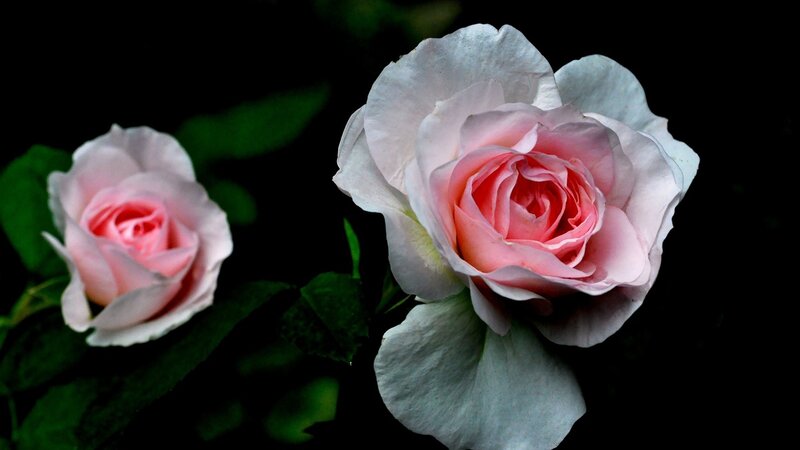 Two Pink Roses — Dramatic, Photograph, Flowers