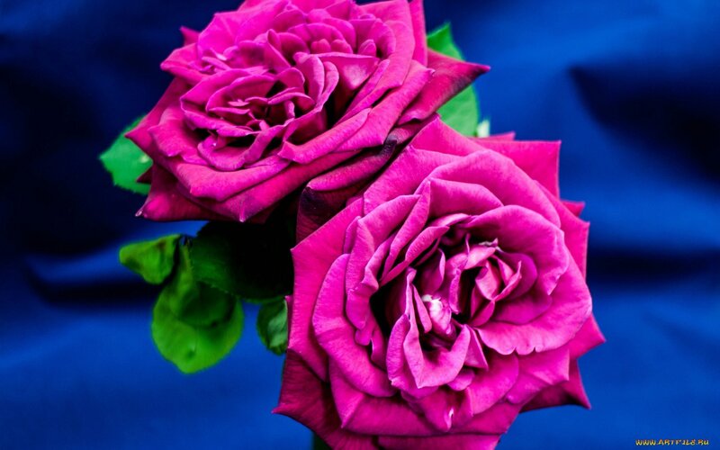 Two Pink Roses — Dramatic, Photograph, Green Leaves, Blue Background