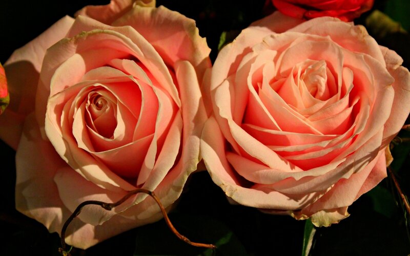 Two Pink Roses — Dramatic, Photograph, Green Leaves, Flower Buds