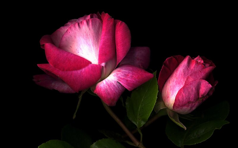 Two Pink Roses — Dramatic, Photograph, Green Leaves, Stem