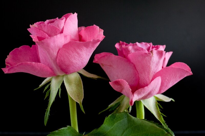 Two Pink Roses — Dramatic, Photograph, Green Leaves