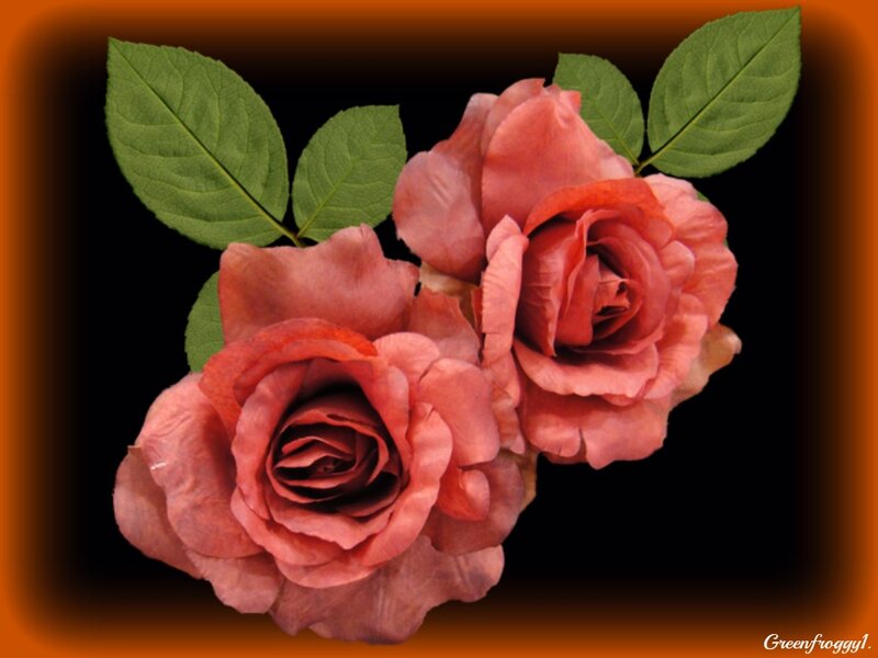 Two Pink Roses — Dramatic, Photograph, Leaves