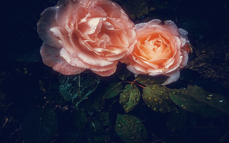 Two Pink Roses — Dramatic, Photograph, Leaves, Water Droplets