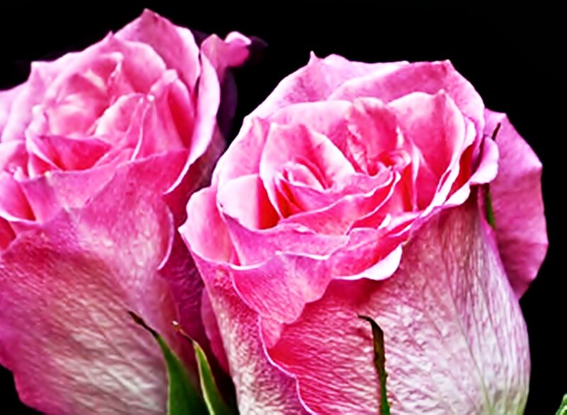 Two Pink Roses — Dramatic, Photograph, Petals