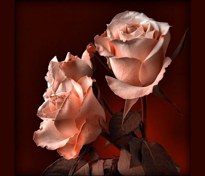 Two Pink Roses — Dramatic, Photograph