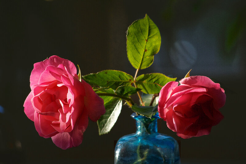 Two Pink Roses — Dramatic, Photograph, Vase