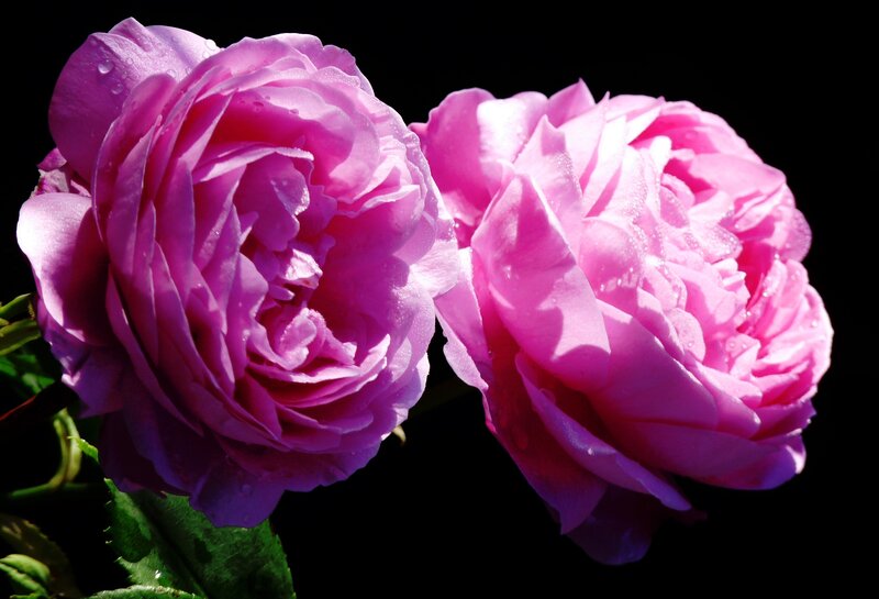 Two Pink Roses — Dramatic, Photograph, Water Droplets, Green Leaves