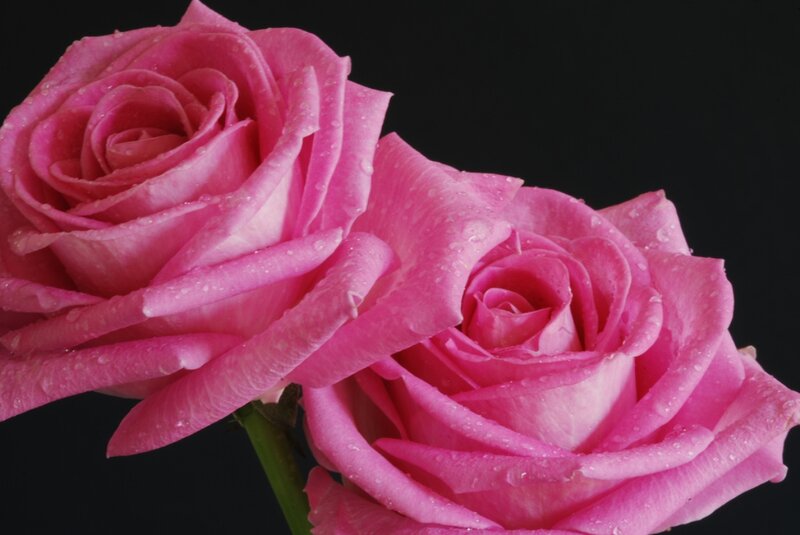 Two Pink Roses — Dramatic, Photograph, Water Droplets, Green Stem