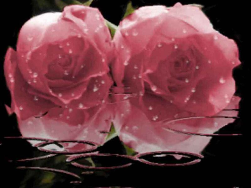 Two Pink Roses — Dramatic, Photograph, Water Droplets, Reflection