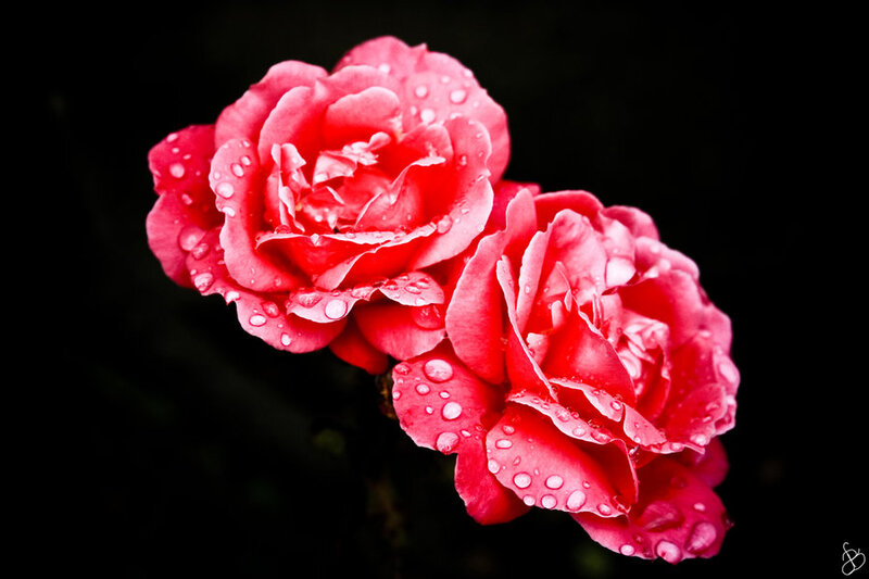 Two Pink Roses — Dramatic, Photograph, Water Droplets