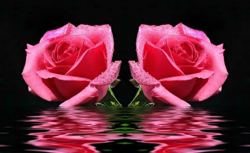 Two Pink Roses — Dramatic, Photograph, Water