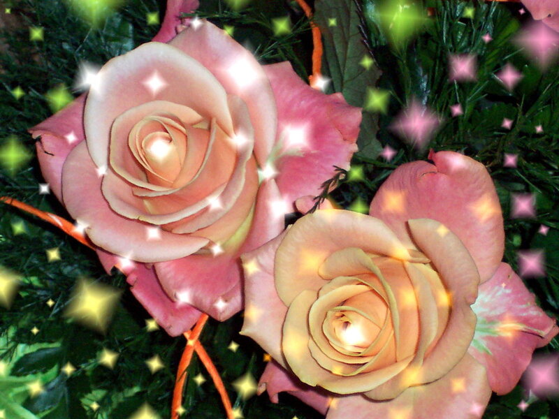 Two Pink Roses — Festive
