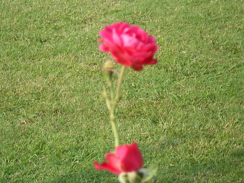 Two Pink Roses — Green